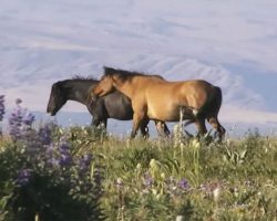 She Sees Two Horses Trotting Among Wildflowers, But Who Joins Them? So Incredible!
