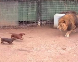Wiener Dogs Go Right At The Lion, And Lion’s Next Move Has Bystanders Gawking