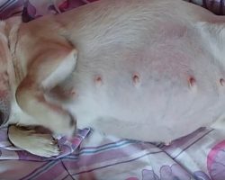 After Mamma Chihuahua With Massive Belly Goes Into Labor, Baffled Vets Witness a Record