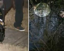 Anxious Dog Leads Owner To A Pond. Her Heart Stops When She Sees A Dark Figure