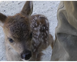 Lonely Baby Deer Approached By Logger – Mistakes Him For Her Mama