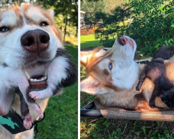 Husky Leads Owner Into The Woods And Comes Up With A Kitten In Her Mouth