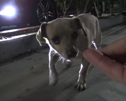 Abandoned Dog Spent All Day Begging For Food In A Starbucks Parking Lot