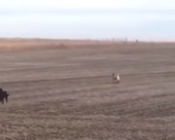 Man’s Black Lab Runs Off, Comes Back And Jumps In Car With New Friends