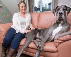 Meet Freddy, Britain’s Largest Dog… and His Sister, Too!