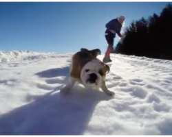 Dog Finds Perfect Opportunity To Take Herself Sledding- And Just Won The Internet