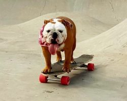 Dog Taught Herself How To Skateboard, Becomes Video Star