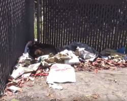 Dog Found Not Moving On Pile Of Trash, And Rescuers Fear Something’s Wrong