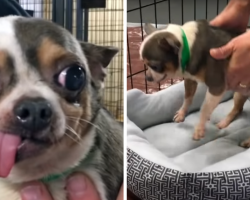Chihuahua Spent 9-Years In Puppy Mill, Responds To His Very Own Dog Bed