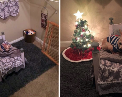 Spoiled Senior Chihuahua Has Spare Closet Turned Into Her Own Personal Room