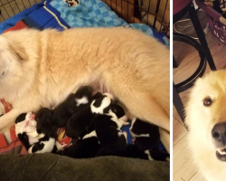 Mama Dog’s Sad When Her 7 Pups Die In Fire – Then They Show Mama A Litter Of Orphans