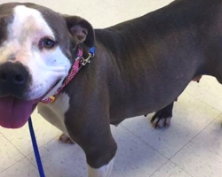 Pit Bull Mom Loses All Of Her Pups But Is Introduced To A Tiny Orphaned Baby