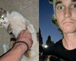 Depressed Man Brings Stray Kitty Home – Next Morning, He Gets The Jolt Of A Lifetime