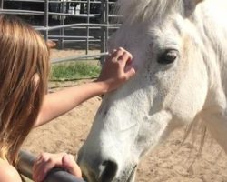 10-Year-Old Girl Tames A Wild Mustang Found On Freeway