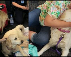 Service Dog Lies Down In Airport And Won’t Move – Travelers Spot The Problem And Rush To Her Side