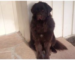 Dog’s Mad At Mom For Leaving Him Home Alone- Won’t Budge Until She Apologizes