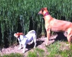 Dog hears farmer’s whistle coming from field with laugh-out-loud scene quickly unfolding