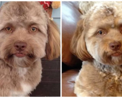 A Dog With A ‘Human Face’ Has The Internet Freaking Out