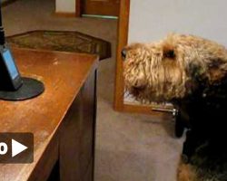 This Cute Dog Misses Mom, So Dad Called Her Up. The Dog’s Reaction Will Melt Your Heart!