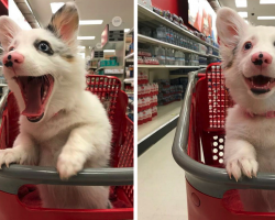 Little Dog’s Day Is Made When Owner Takes Her To Target