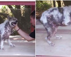 Dog Told He’s Getting Adopted After 4-Years In Shelter, Does Cutest Happy Dance Ever