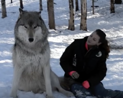 Giant Wolf Sits Down Next To This Lady Now Watch The Moment When Their Eyes Meet.