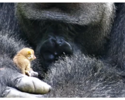Giant Gorilla Discovers Tiny Critter, Cradles Him and Becomes Friends