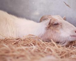 Heartbroken Goat Refuses To Eat For 6 Days, Rescuers Then Discover Why He’s So Depressed