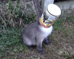 Helpless Creature Adorably Thanks Man For Freeing Its Head From A Can