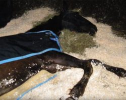 This Horse Was Abandoned And Left To Die, But Fate Had Other Plans