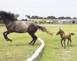 When This Baby Horse Can’t Make The Jump, He Almost Gives Up. But When Mom Does This? Adorable!