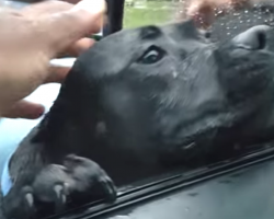 A Stray Approached A Stranger’s Car While Starving, And The Man Offer Food