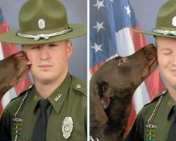 Police Dog Kisses And Makes His Partner Laugh, ‘Ruins’ Their Official Photoshoot