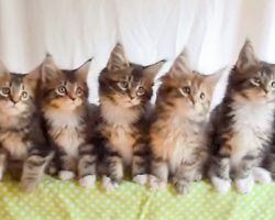 Kittens Do Synchronized Dancing To “Uptown Funk”, Their Cute Dance Is Caught On Tape