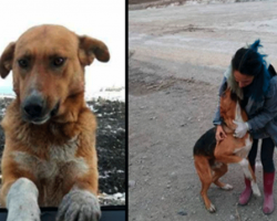 Dog Living At Garbage Dump Begged People To Take Him Home But No One Would