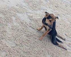 Locals refuses to help paralyzed dog, until one tourist sees him dragging himself across the beach