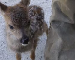 Logger approaches lonesome baby deer – deer calls him ‘Mom’ in adorable manner