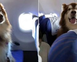 Giant Fluffy Dog Has His Own Seat On The Plane, Wins Over Everyone’s Heart
