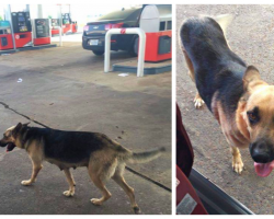 Mama Dog Was Dumped At Gas Station, Then The Perfect Person Stopped To Fill Her Tank
