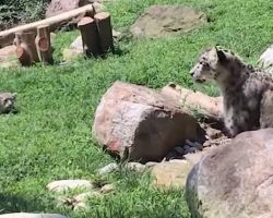 Mama snow leopard acts scared when her adorable cub tries to sneak up on her