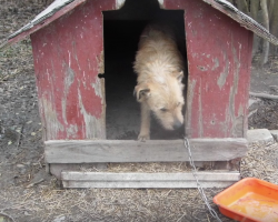 Dog Who Only Knew The Word ‘No’ Learns What True Happiness Is