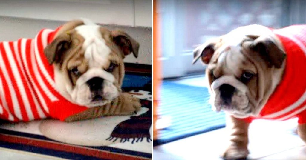 Bulldog Puppy Hates His New Sweater, Throws The Cutest Temper Tantrum