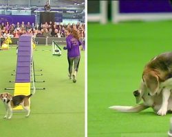 Crowd Goes Crazy As Champion Beagle Gets Hilariously Distracted At Dog Show