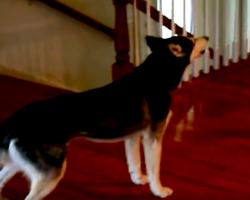 Mom Asks Her Husky If She’s Stupid, Dog Delivers Hilariously Honest Answer