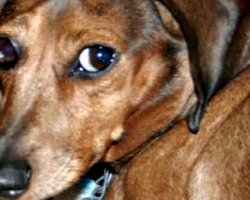 Rescuer’s Open Letter To The Woman Who Gave Up Molly The Dachshund