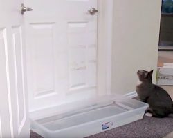 Dad Sets A Trap To Stop Cat’s Bad Habit, Cat’s Comeback Will Leave You In Splits