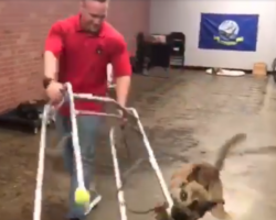 Dog’s Training ‘Fails’ Video Shows He May Not Be Cut Out For This Job
