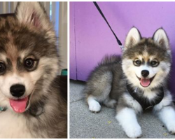 Meet The Most Adorable Husky-Pomeranian Mix That Is Stealing Hearts