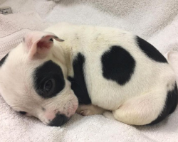 Pup Thrown Out For Being Different Just Wanted Someone To Love Him For Who He Is