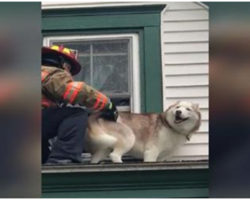 Firefighter Saves Trapped Husky From Roof And Pup Thanks Him In The Cutest Way